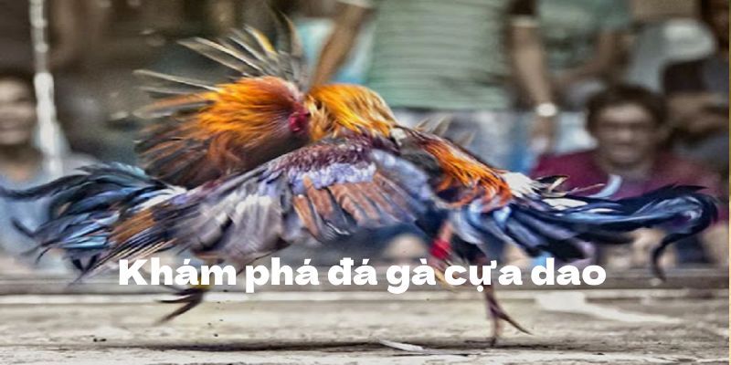 cách đá gà cựa dao