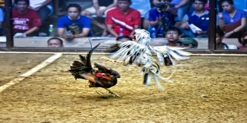 Tại sao cách đá gà cựa dao lại thu hút người chơi