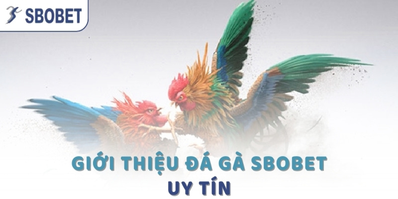 Giới thiệu chuyên mục đá gà của SBOBET đẳng cấp Châu Âu