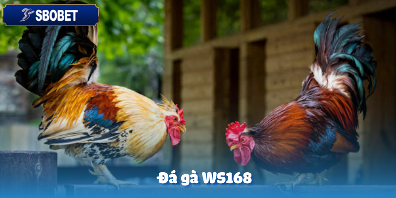 Đá Gà WS168 – Trải Nghiệm Kịch Tính Cùng Sbobet