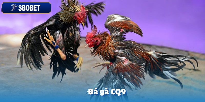 Đá Gà CQ9 Sbobet – Chinh Phục Những Màn So Tài Đỉnh Cao