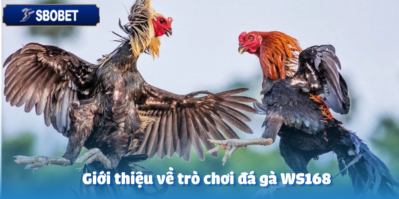 Khái quát về trò chơi đá gà WS168 tại Sbobet