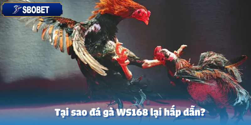 Lý do đá gà WS168 thu hút đông đảo người chơi