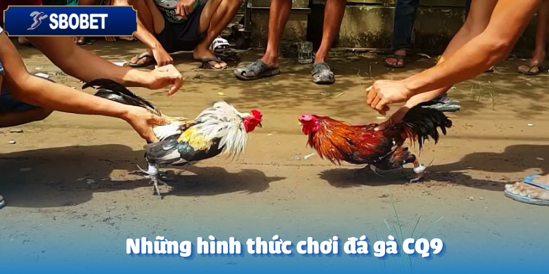 Các thể loại cược đá gà CQ9 hay nhất tại Sbobet