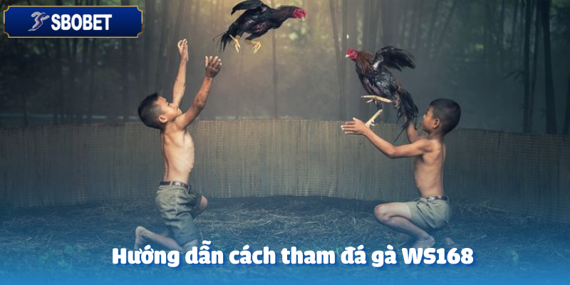 Cách tham gia chơi đá gà WS168 vô cùng đơn giản