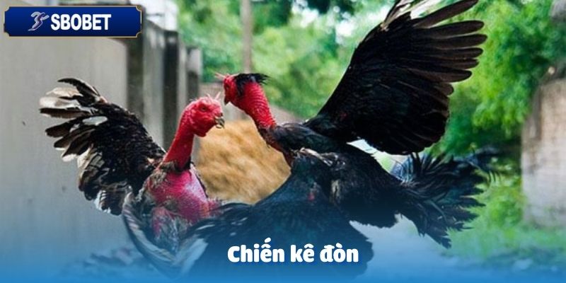 Chiến kê đòn được coi là hình thức truyền thống tại GA28 đá gà