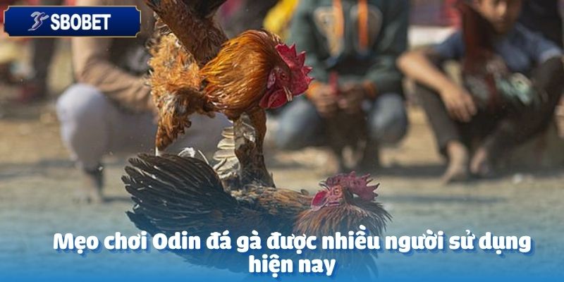 Hiểu rõ về chiến kê là yếu tố quan trọng hàng đầu tại Odin đá gà