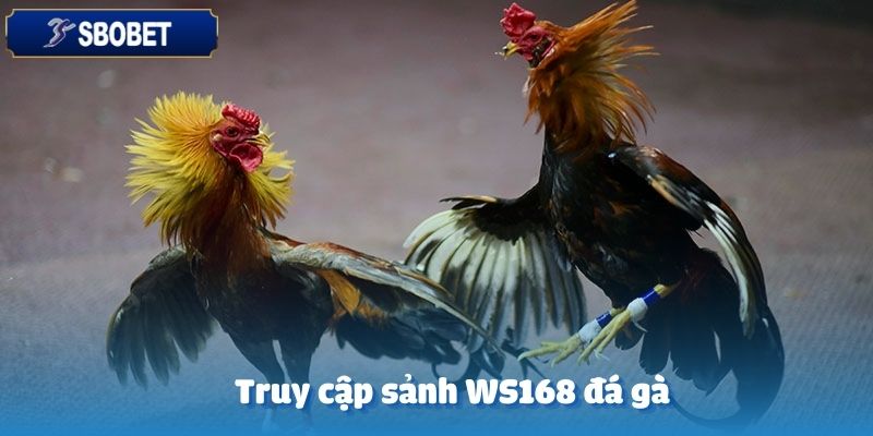 Luật chơi tại sảnh WS168 đá gà tại SBOBET quy định rõ ràng