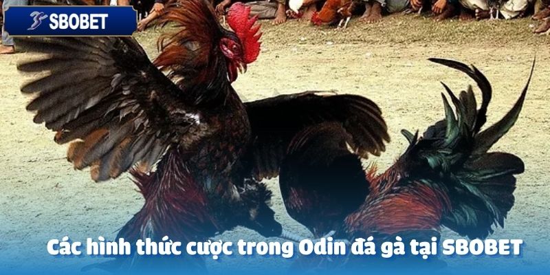 Odin đá gà tại SBOBET có nhiều sự lựa chọn cho người chơi