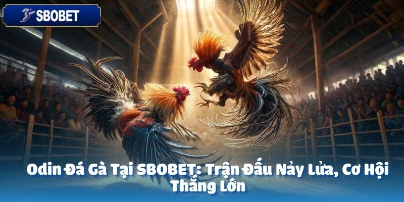 Odin đá gà tại SBOBET đã chinh phục được trái tim của hàng triệu người chơi 