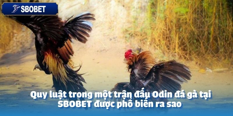 Quy luật Odin đá gà tại SBOBET được xây dựng một cách chi tiết