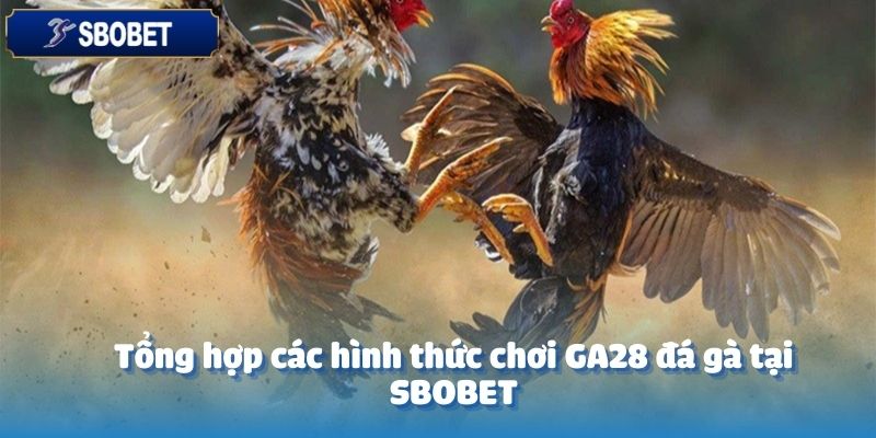 Tại sảnh GA28 đá gà của SBOBET bạn sẽ được tận hưởng nhiều loại hình