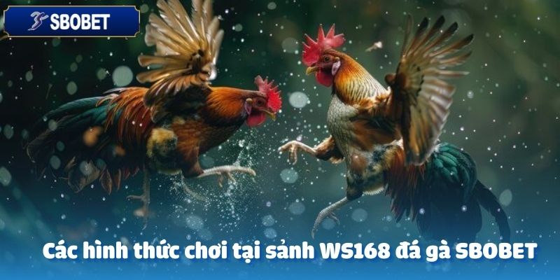 Tại sảnh WS168 đá gà SBOBET có nhiều hình thức chơi khác nhau