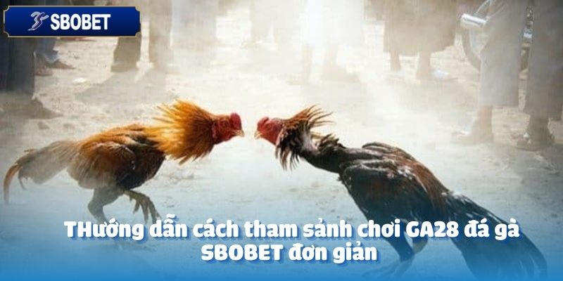 Tham gia sảnh chơi GA28 đá gà tại SBOBET đơn giản